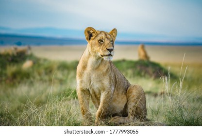 Lion and Lioness in Masai Mara Kenya