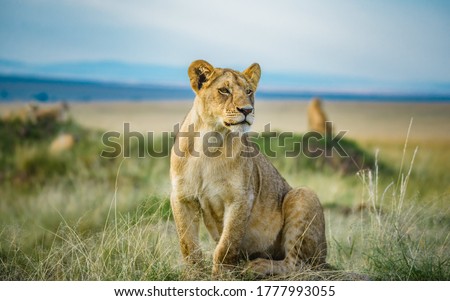 Lion and Lioness in Masai Mara Kenya