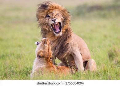 Lion And Lioness Mating In Masai Mara