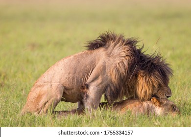 Lion And Lioness Mating In Masai Mara