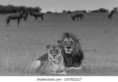 Lion Couple Black And White Stock Photos Images Photography Shutterstock