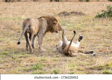 Lion And Lioness Playing After Mating.