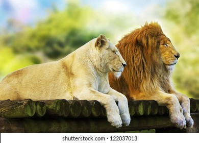 Lion Lioness Love Images Stock Photos Vectors Shutterstock