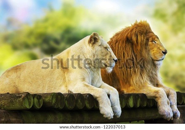 Lion and Lioness resting