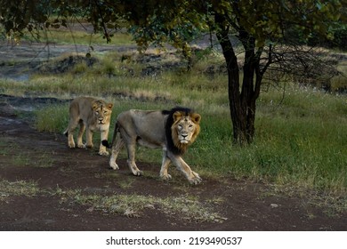 Lion And Lioness In Sasan Gir National Park Gujarat 