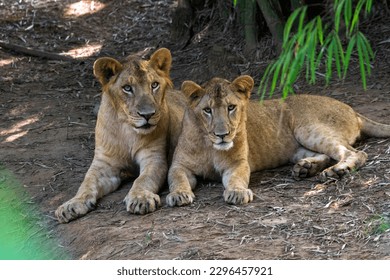 lion and lioness from Sepahijala Wildlife Sanctuary, agartala, Tripura, India - Powered by Shutterstock