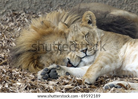 Lion and Lioness sleeping