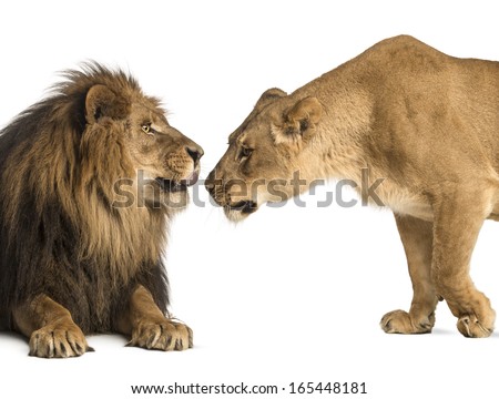 Lion and lioness sniffing each other, Panthera leo, isolated on white