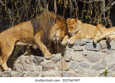 Lion and lioness together on the stones in the zoo - Shutterstock ID 1027667497