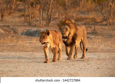 Lion and lioness walking together during sunset - Shutterstock ID 1442727884