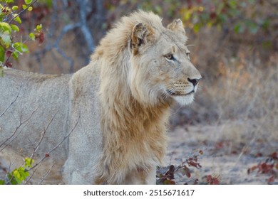 Lion Lioness Wildlife Nature Africa - Powered by Shutterstock