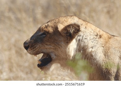 Lion Lioness Wildlife Nature Africa - Powered by Shutterstock