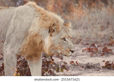 Lion Lioness Wildlife Nature Africa - Powered by Shutterstock