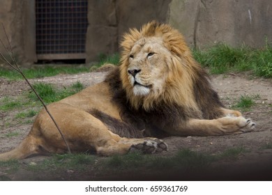 Lion In London Zoo