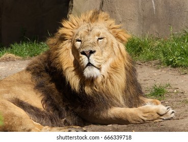 Lion In London Zoo