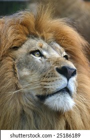 Lion Looking Heavenward Closeup