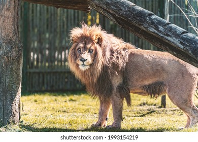 A Lion Looking At The Photographer