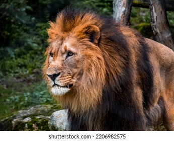 A lion looks around while standing in a zoo.
