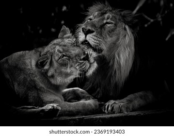 Lion love - black and white love 