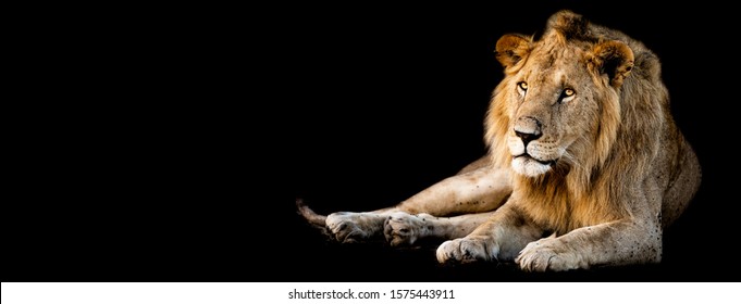 Lion Lying With A Black Background