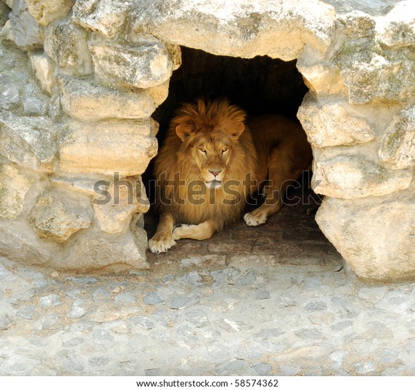 Lion Lying Cave Stock Photo (Edit Now) 58574362