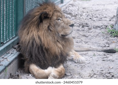 Lion lying down looking to the right