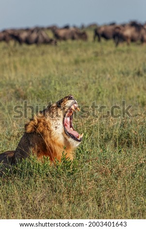 Lion lying in grass with herd of distant wildebeest, Serengeti National Park, Tanzania, Africa