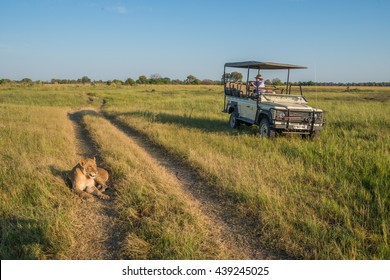 Lion Lying On Track Beside Safari Truck