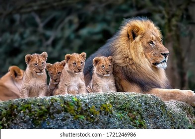 A lion lying in the rock with its cubs