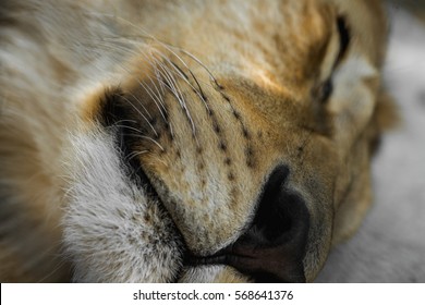 Lion Macro Nose