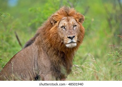Lion Male - Shutterstock ID 48501940