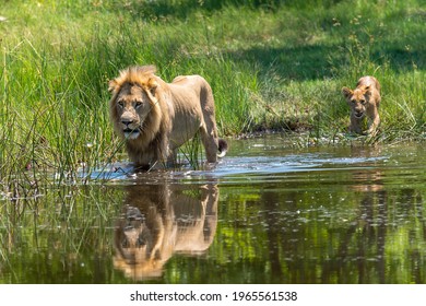 Lion male with cub goes through the water