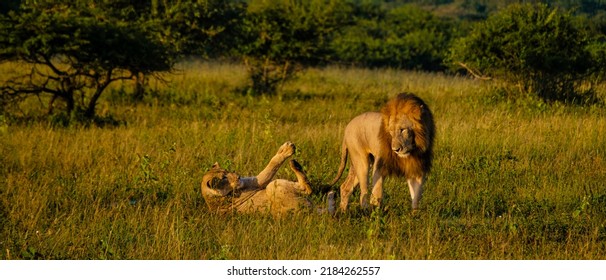 Lion male and female pairing during sunset in South Africa Thanda Game reserve Kwazulu Natal. savannah bush with Lion male and female pairing. - Shutterstock ID 2184262557
