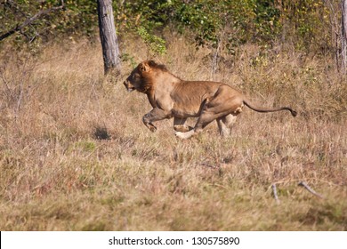 Lion Male Hunt Run Fast In Brown Grass Chase