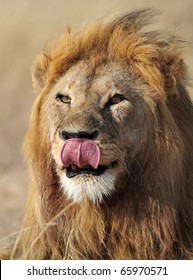 Lion Male Licking Lips Serengeti National Stock Photo Shutterstock