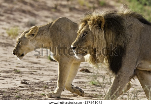 Lion male\
and lioness hunting in the kgalagadi\
sand