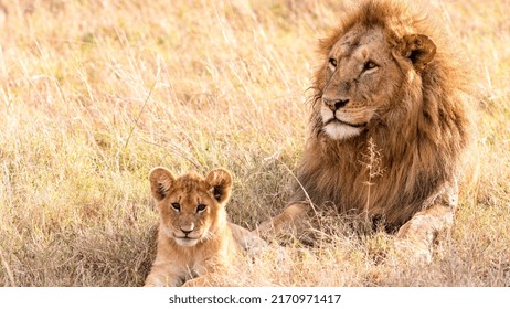 A lion male rests in a dry grassland with his proud young cub.