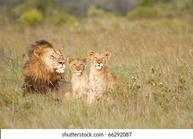 A lion male rests in a grassland with his two young cubs.