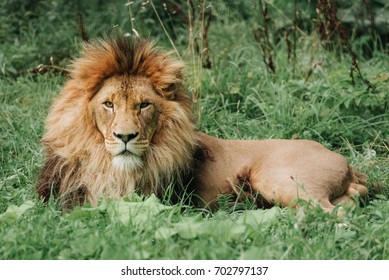 Lion male sleeping in the green grass. - Powered by Shutterstock