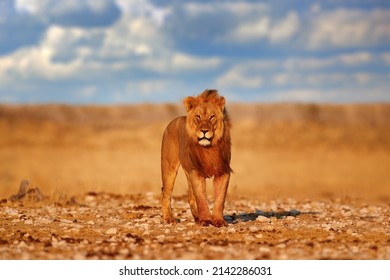 Lion with mane in Etosha, Namibia. African lion walking in the grass, with beautiful evening light. Wildlife scene from nature. Animal in the habitat. - Shutterstock ID 2142286031