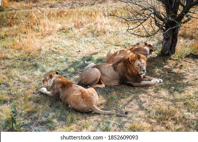 Lion Mane Lioness Relax Together Stock Photo 1852609093 | Shutterstock