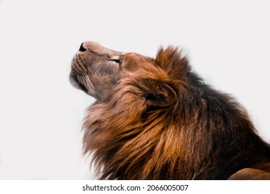  A lion with a mane looks up on a white background. Isolated lion.