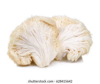 Lion Mane Mushroom Isolated On White Background.