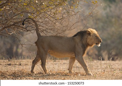 Lion Marking His Territory