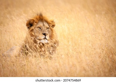 lion of the Masai Mara