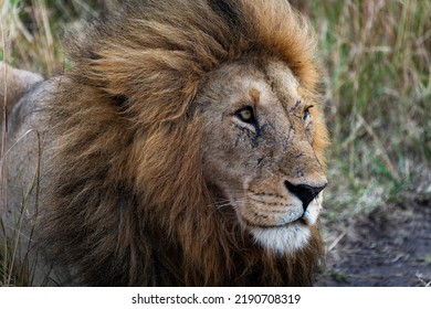 Lion In Massai Mara, Kenya