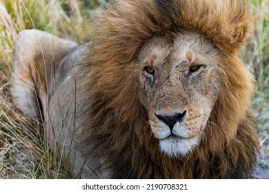 Lion In Massai Mara, Kenya