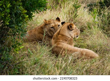 Lion In Massai Mara, Kenya