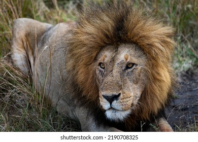 Lion In Massai Mara, Kenya