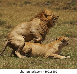 Lion Mating